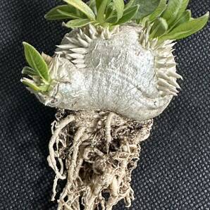 No.024 特選Pachypodium brevicaule パキポディウム  恵比寿笑い 実生株 コーデックス塊根植物 限定株の画像4
