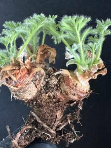 No.020 特選 多肉植物　ペラルゴニューム　アペンディキュラーツム Pelargonium appendiculatu