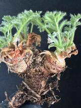 No.020 特選 多肉植物　ペラルゴニューム　アペンディキュラーツム Pelargonium appendiculatu_画像1