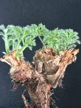 No.020 特選 多肉植物　ペラルゴニューム　アペンディキュラーツム Pelargonium appendiculatu_画像5