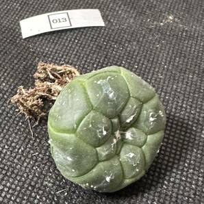 No.013 特選 多肉植物 サボテン アストロフィルム 亀甲瑠璃兜 Astrophytum asterias nuda. cv.KIKKO FUKURYU の画像9