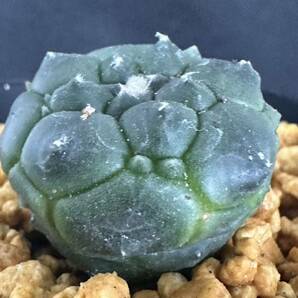 No.010 特選 多肉植物 サボテン アストロフィルム 亀甲瑠璃兜 Astrophytum asterias nuda. cv.KIKKO FUKURYU の画像4