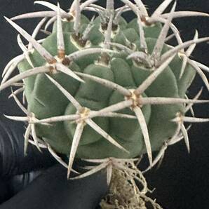 No.973 特選 Gymnocalycium hybopleurumBackeb選抜株 ギムノカリキウム フェロシオール 希少サボテン 限定株の画像1