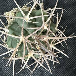 No.082 特選 Gymnocalycium hybopleurumBackeb選抜株 ギムノカリキウム フェロシオール 希少サボテン 限定株の画像8