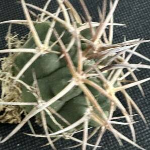 No.082 特選 Gymnocalycium hybopleurumBackeb選抜株 ギムノカリキウム フェロシオール 希少サボテン 限定株の画像4