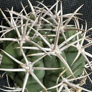 No.081 特選 Gymnocalycium hybopleurumBackeb選抜株 ギムノカリキウム フェロシオール 希少サボテン 限定株の画像4