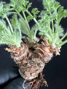 No.055 特選 多肉植物　ペラルゴニューム　アペンディキュラーツム Pelargonium appendiculatu 