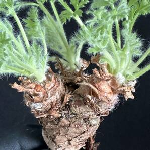 No.055 特選 多肉植物 ペラルゴニューム アペンディキュラーツム Pelargonium appendiculatu の画像1