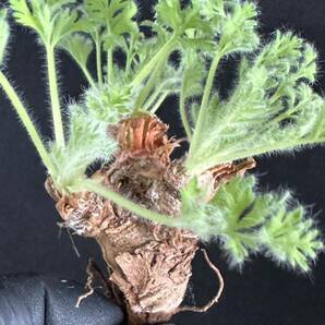 No.055 特選 多肉植物 ペラルゴニューム アペンディキュラーツム Pelargonium appendiculatu の画像4