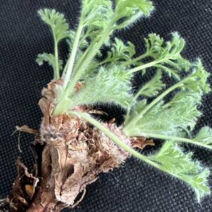 No.055 特選 多肉植物 ペラルゴニューム アペンディキュラーツム Pelargonium appendiculatu の画像5