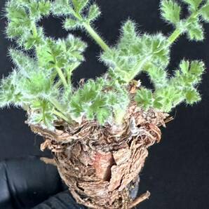 No.056 特選 多肉植物 ペラルゴニューム アペンディキュラーツム Pelargonium appendiculatu の画像2