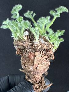 No.056 特選 多肉植物　ペラルゴニューム　アペンディキュラーツム Pelargonium appendiculatu 