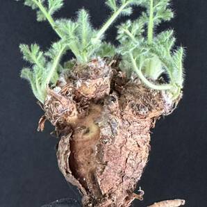 No.056 特選 多肉植物 ペラルゴニューム アペンディキュラーツム Pelargonium appendiculatu の画像3