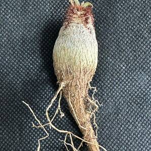 No.054 特選 ユーフォルビア・ラメナ (Euphorbia ramena)実生株 限定株の画像9