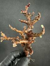 特選 ペラルゴニウム　アルテルナンスPelargonium alternans 塊根植物 限定1株_画像1