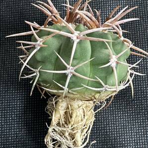 No.111 特選 Gymnocalycium hybopleurumBackeb選抜株 ギムノカリキウム フェロシオール 希少サボテン 限定株の画像10