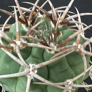 No.111 特選 Gymnocalycium hybopleurumBackeb選抜株 ギムノカリキウム フェロシオール 希少サボテン 限定株の画像1