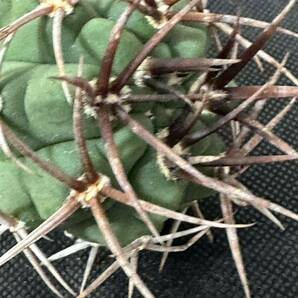 No.109 特選 Gymnocalycium hybopleurumBackeb選抜株 ギムノカリキウム フェロシオール 希少サボテン 限定株の画像5