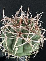 No.108 特選 Gymnocalycium hybopleurumBackeb選抜株 ギムノカリキウム フェロシオール 希少サボテン 限定株_画像6