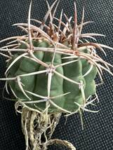 No.108 特選 Gymnocalycium hybopleurumBackeb選抜株 ギムノカリキウム フェロシオール 希少サボテン 限定株_画像9