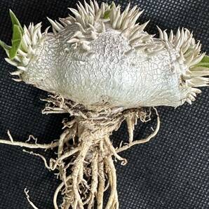 No.117 特選Pachypodium brevicaule パキポディウム  恵比寿笑い 実生株 コーデックス塊根植物 限定株の画像2
