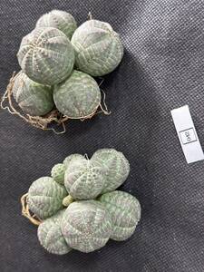 No.042 суккулентное растение . корень растения Euphorbia obesa You fo рубин голубой besa группа сырой АО 2 АО 