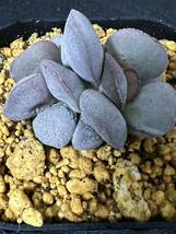 No.3090 特選 Adromischus アドロミスクスアビオスマウンテン　多肉植物　_画像6