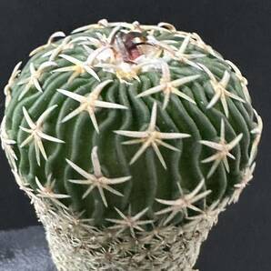 No.156 特選 サボテン Echinofossulocactus phyllacanthus エキノフォスロカクタス 白玉 限定特大株の画像1