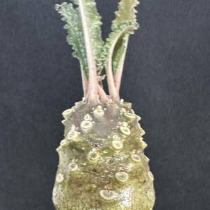 No.856 特選 ドルステニア ラブラニー/Dorstenia lavrani 塊根植物の画像3