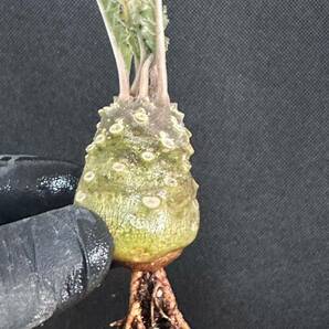 No.856 特選 ドルステニア ラブラニー/Dorstenia lavrani 塊根植物の画像6