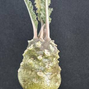 No.856 特選 ドルステニア ラブラニー/Dorstenia lavrani 塊根植物の画像2