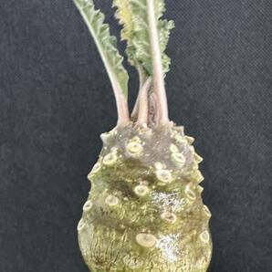 No.856 特選 ドルステニア ラブラニー/Dorstenia lavrani 塊根植物の画像4