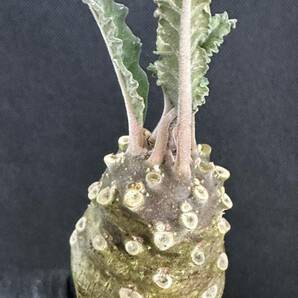 No.856 特選 ドルステニア ラブラニー/Dorstenia lavrani 塊根植物の画像7