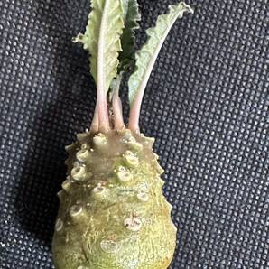 No.856 特選 ドルステニア ラブラニー/Dorstenia lavrani 塊根植物の画像1