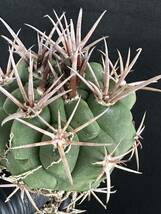 No.107 特選 Gymnocalycium hybopleurumBackeb選抜株 ギムノカリキウム フェロシオール 希少サボテン 限定株_画像5