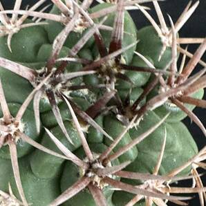 No.107 特選 Gymnocalycium hybopleurumBackeb選抜株 ギムノカリキウム フェロシオール 希少サボテン 限定株の画像1