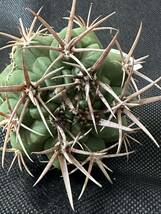 No.107 特選 Gymnocalycium hybopleurumBackeb選抜株 ギムノカリキウム フェロシオール 希少サボテン 限定株_画像6