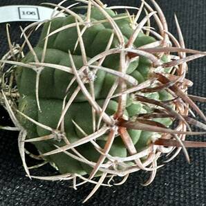 No.106 特選 Gymnocalycium hybopleurumBackeb選抜株 ギムノカリキウム フェロシオール 希少サボテン 限定株の画像6