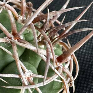 No.106 特選 Gymnocalycium hybopleurumBackeb選抜株 ギムノカリキウム フェロシオール 希少サボテン 限定株の画像2