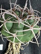 No.080 特選 Gymnocalycium hybopleurumBackeb選抜株 ギムノカリキウム フェロシオール 希少サボテン 限定株_画像1