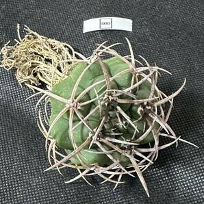 No.080 特選 Gymnocalycium hybopleurumBackeb選抜株 ギムノカリキウム フェロシオール 希少サボテン 限定株の画像7