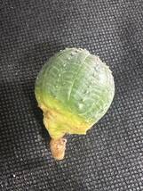 No.796 特選 ユーフォルビア オベサEuphorbia obesa 多肉植物 塊根植物 株激稀株 実生5株_画像6