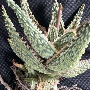 No.666 特選 アロエ ハイブリッド 実生 多肉植物 Aloe hybrid の画像3