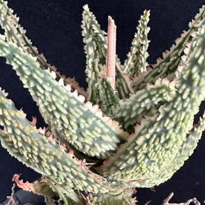 No.666 特選 アロエ ハイブリッド 実生 多肉植物 Aloe hybrid の画像7