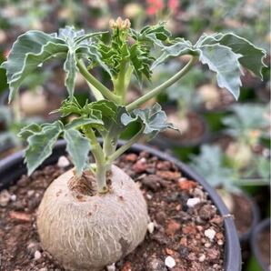 特選 JATROPHA podagrica ヤトロファ・ポダグリカ(サンゴ油桐 )の画像1