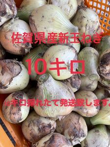 佐賀県産　新玉ねぎ10kg