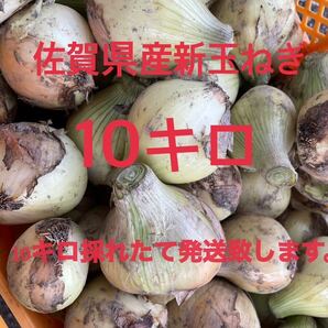 佐賀県産 新鮮新玉ねぎ10kgの画像1