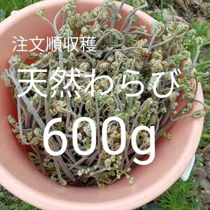 注文順収穫！極新鮮！天然わらび600g