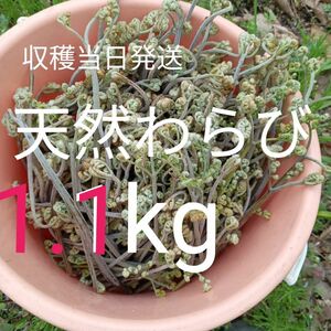 今季最終！本日収穫予定！注文順収穫！極新鮮！天然わらび1.1kg