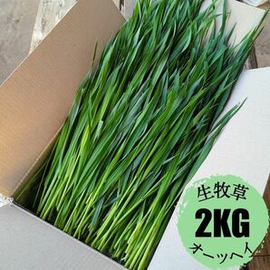 生牧草 オーツヘイ 2kg